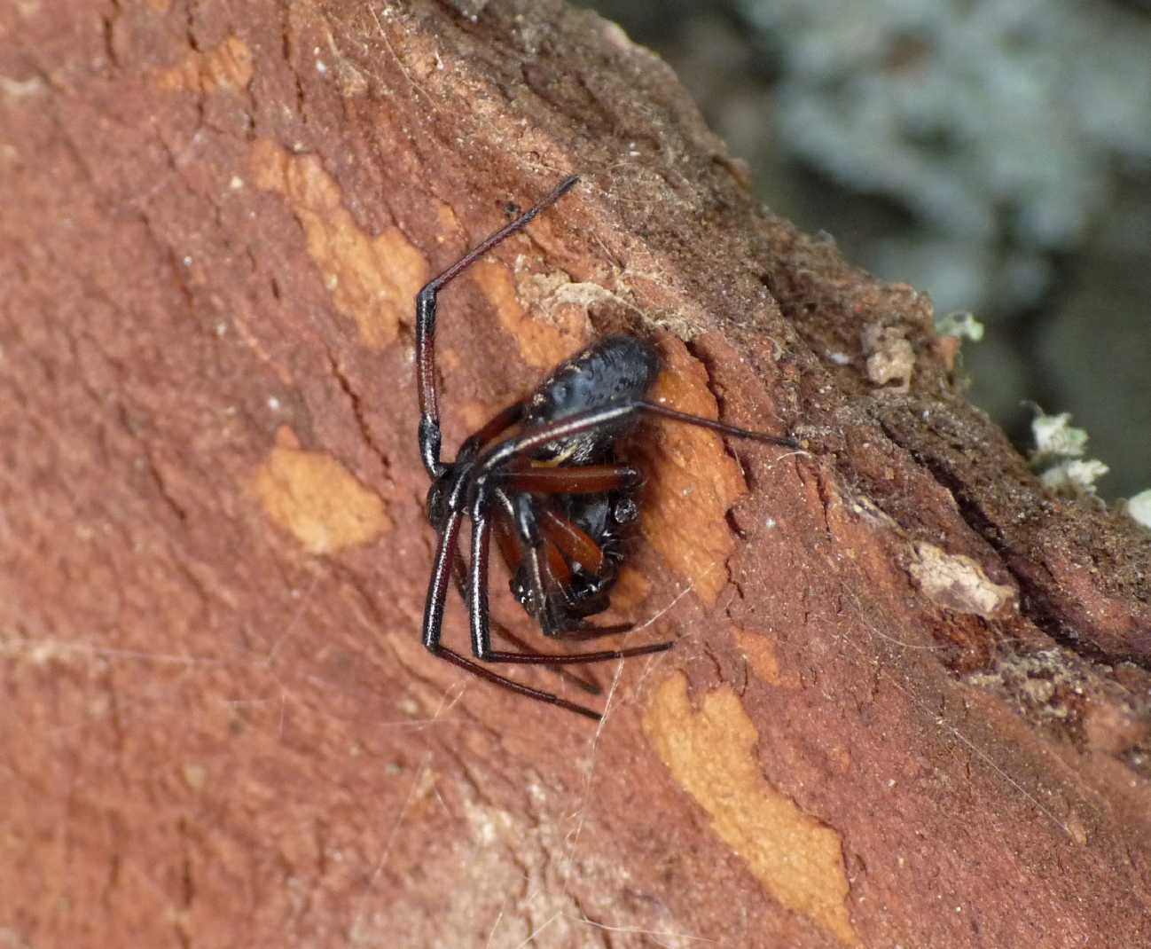 Maschio di Steatoda nobilis?